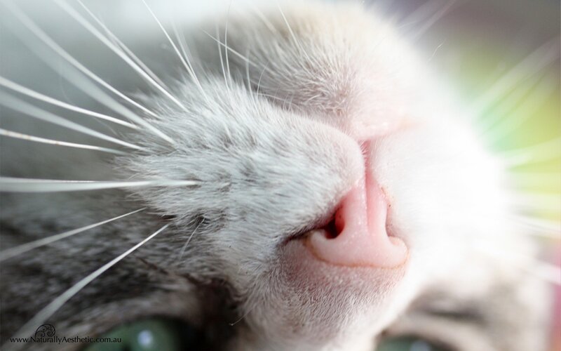 close-up of cat's nose