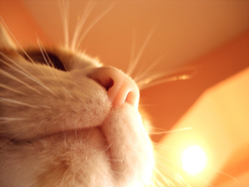 close-up of cat's nose