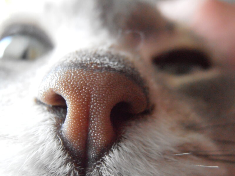 close-up of cat's nose