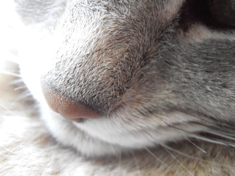 close-up of cat's nose