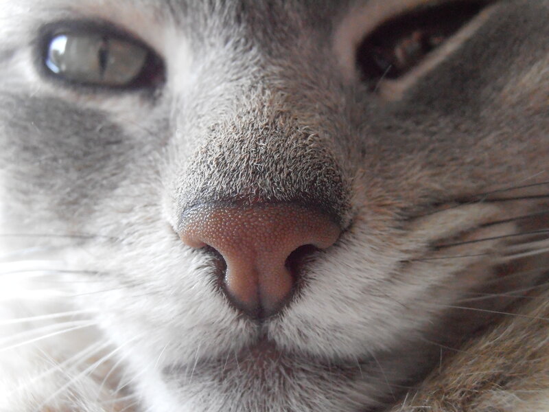 close-up of cat's nose
