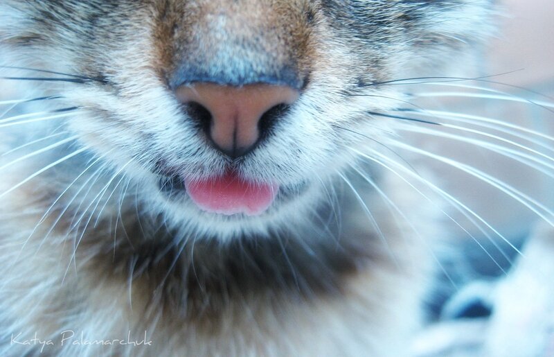 close-up of cat's nose and tongue