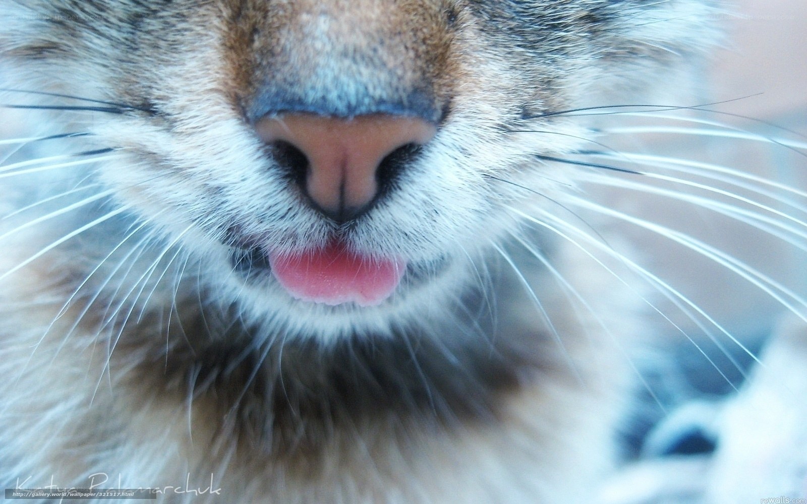 close-up of cat's nose and tongue