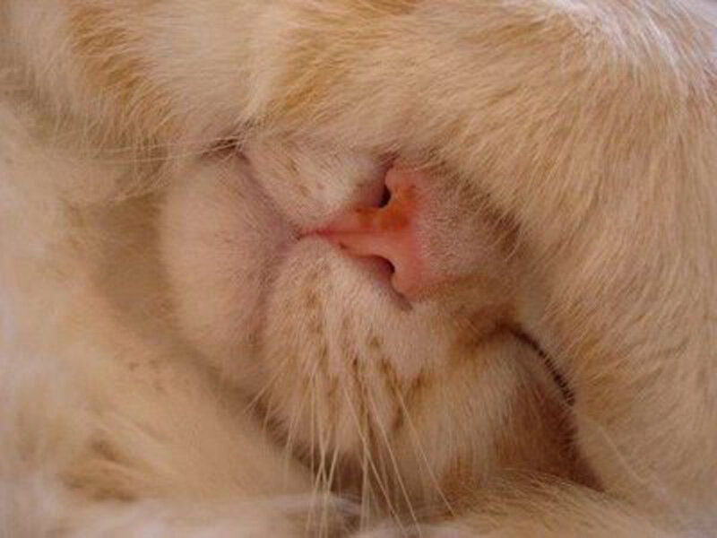 Close-up of Cat's Nose — Beige