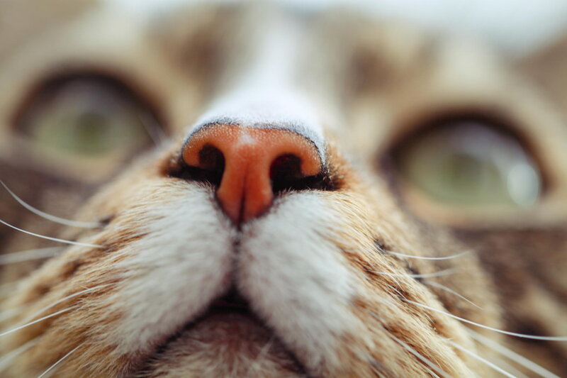 Close-up of Cat's Nose — Brown