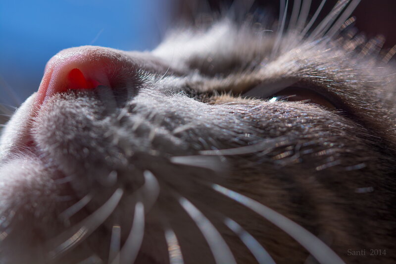 Close-up of Cat's Nose — Gray