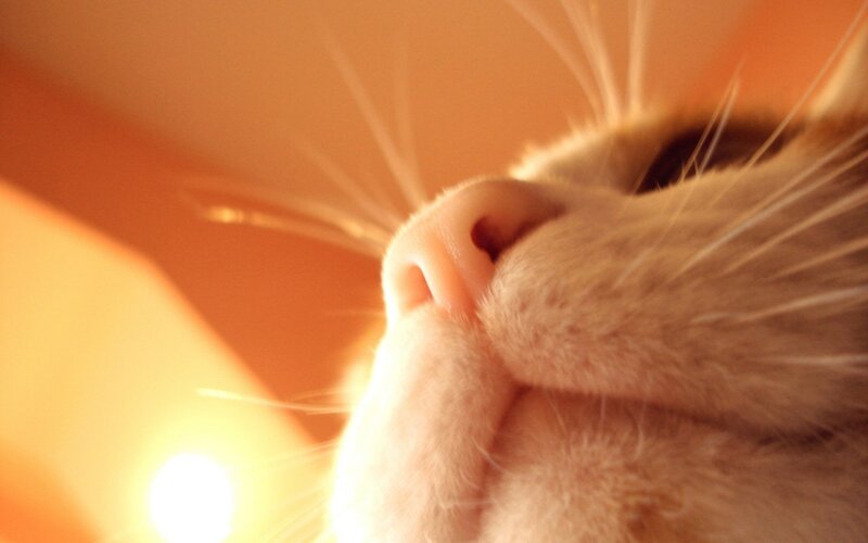 Close-up of Cat's Nose — Orange