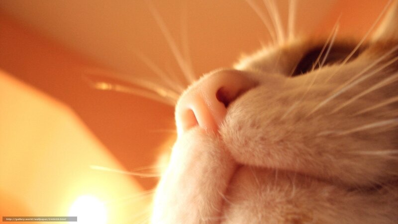 Close-up of Cat's Nose — Orange, Warm