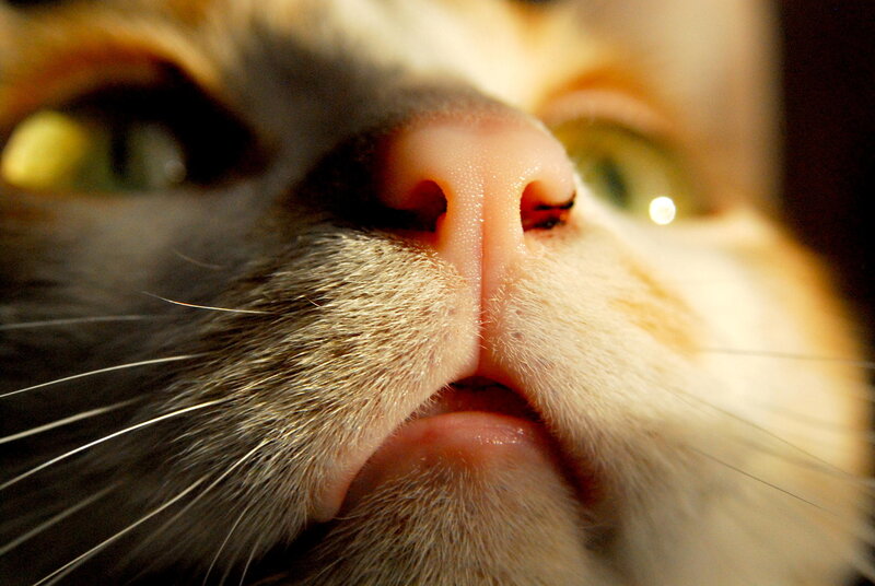 Close-up of Cat's Nose — White, Intimate