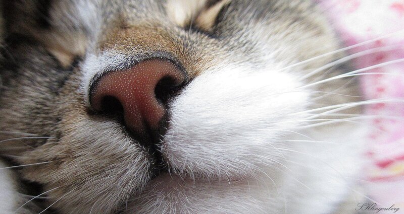 Close-up of Cat's Nose — White