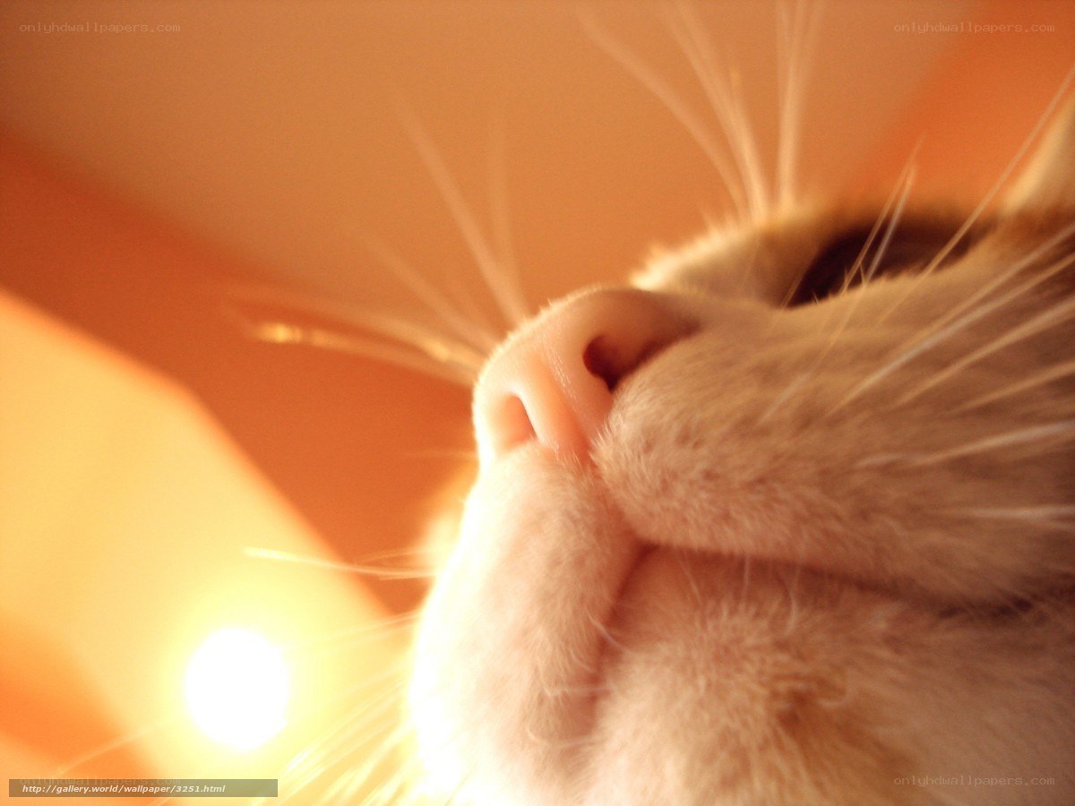 close-up of cat's nose