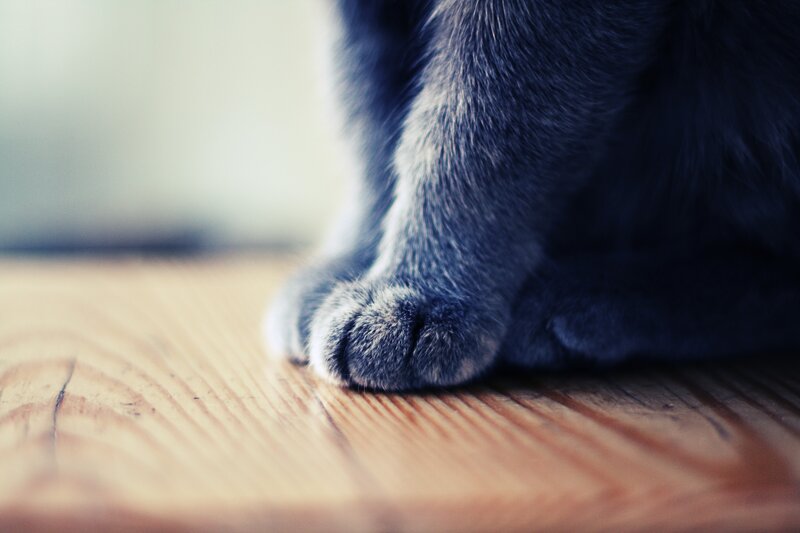 close-up of cat's paw