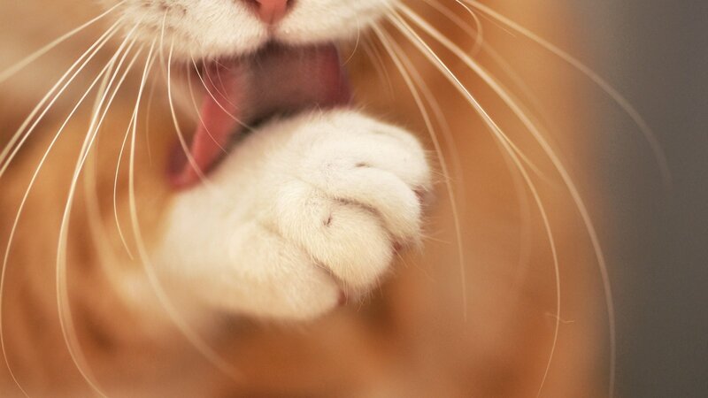 Close-up of Cat's Paw — White, Calm