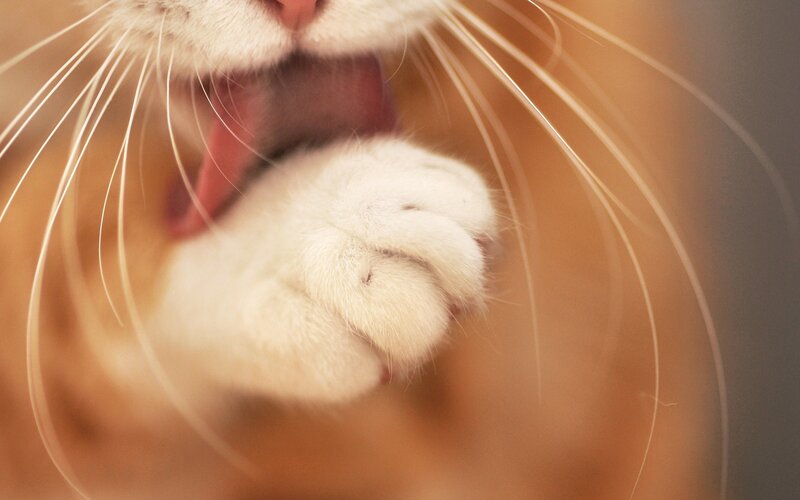 Close-up of Cat's Paw — White