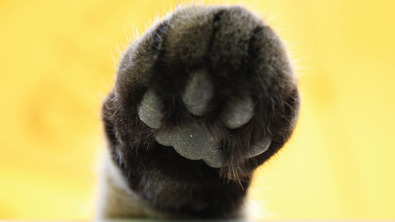 Close-up of Cat's Paw — Yellow