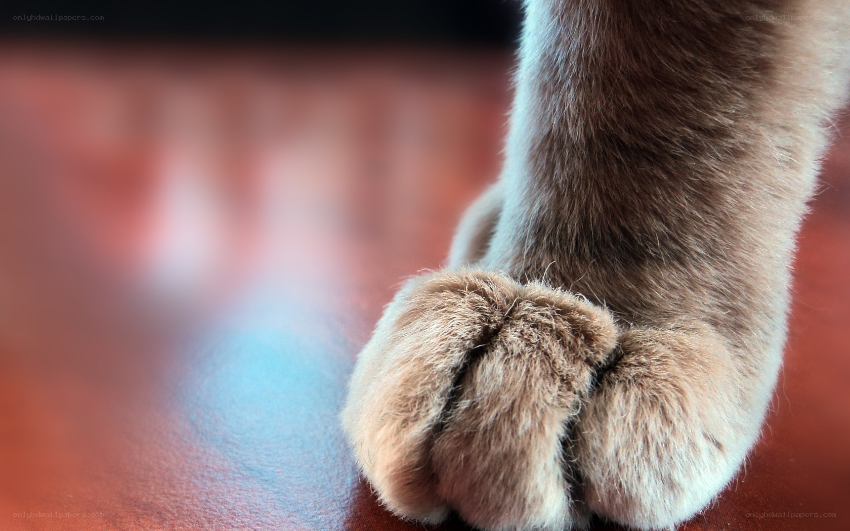 close-up of cat's paw