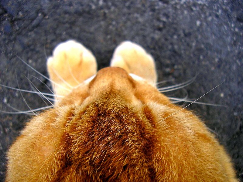 close-up of cat's paws