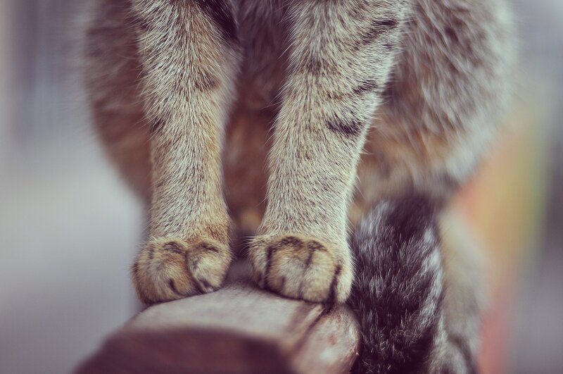 close-up of cat's paws