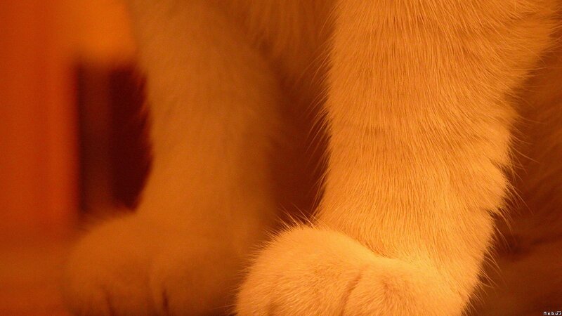 close-up of cat's paws