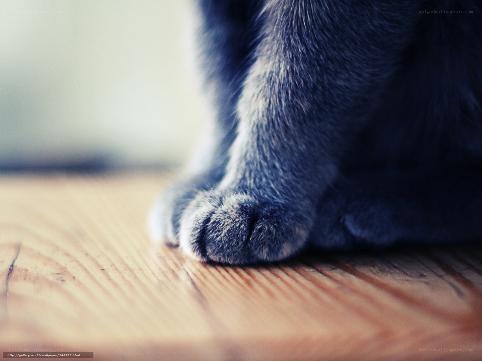 close-up of cat's paws