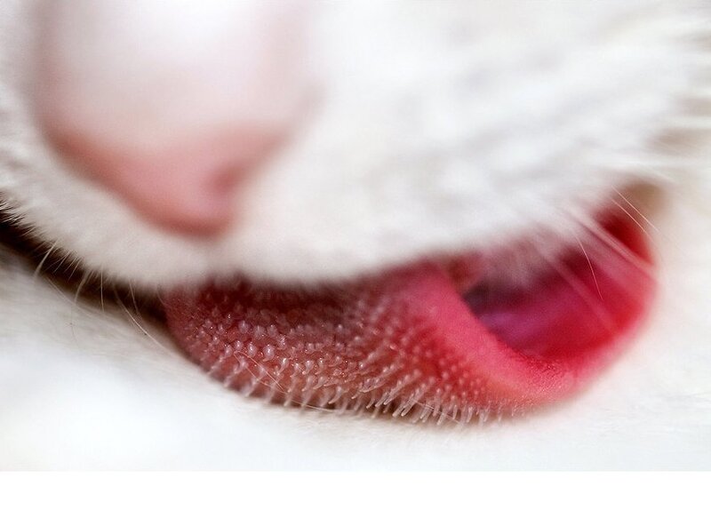 close-up of cat's tongue