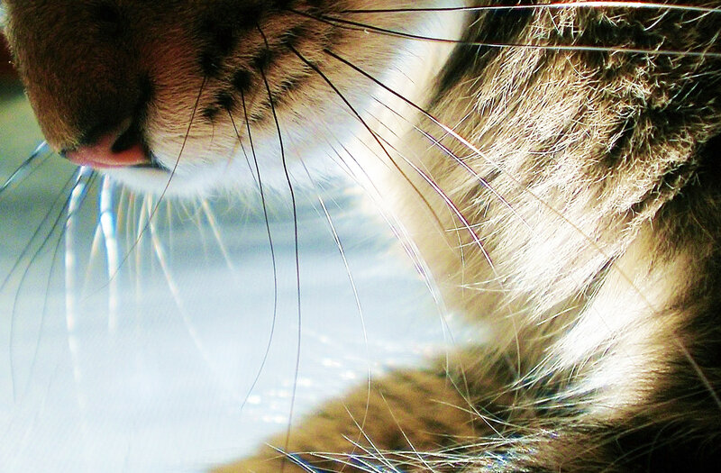 Close-up of Cat Whiskers