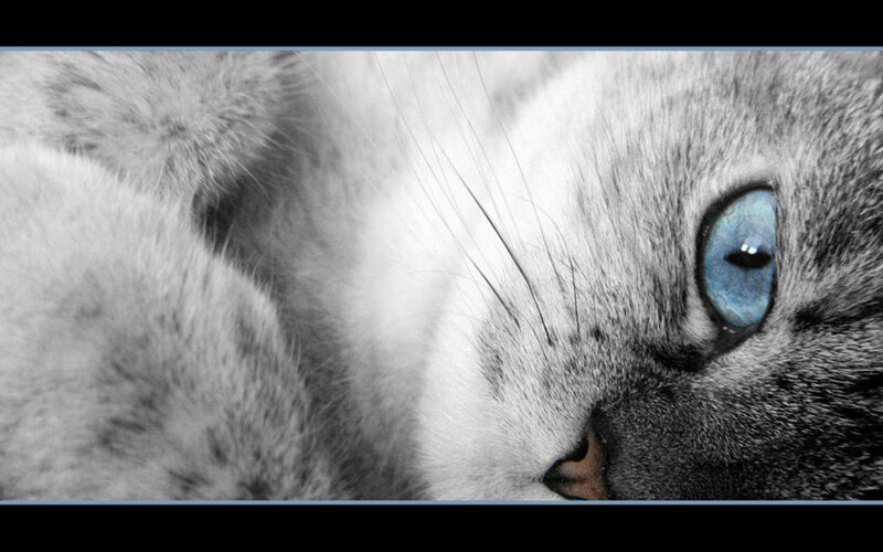 close-up of cat with blue eyes