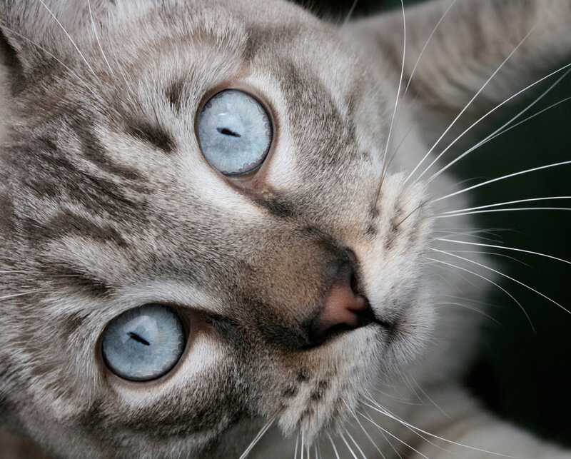 close-up of cat with blue eyes