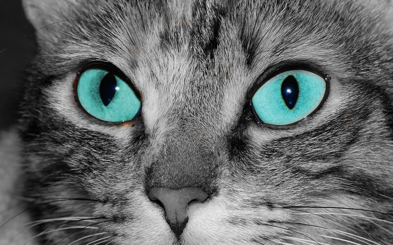 close-up of cat with blue eyes