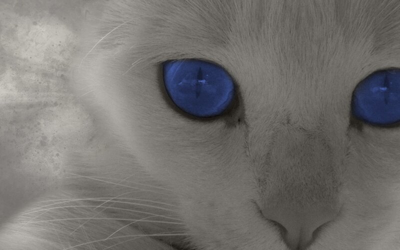 close-up of cat with blue eyes