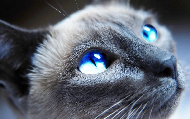 close-up of cat with blue eyes