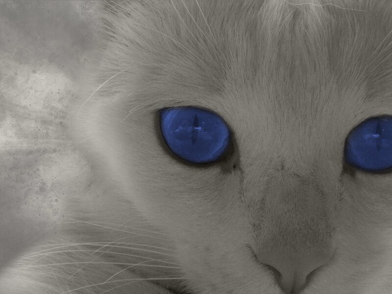 close-up of cat with blue eyes