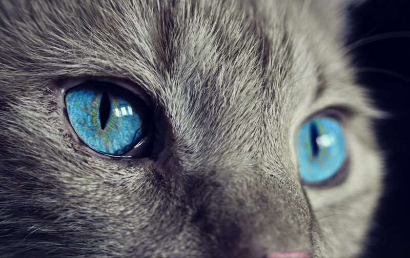 close-up of cat with blue eyes