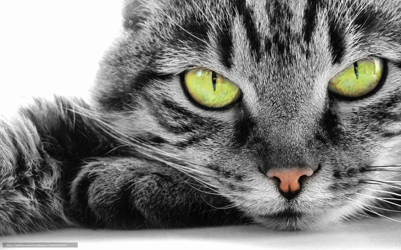 close-up of cat with green eyes