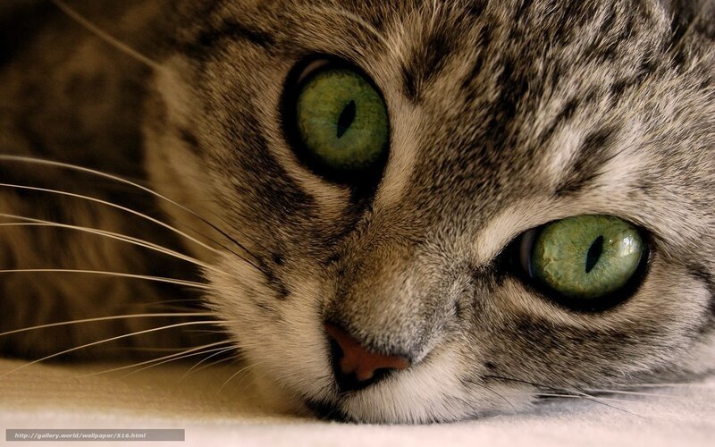 close-up of cat with green eyes