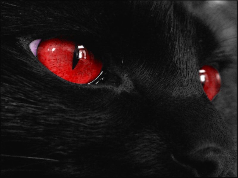 close-up of cat with red eyes