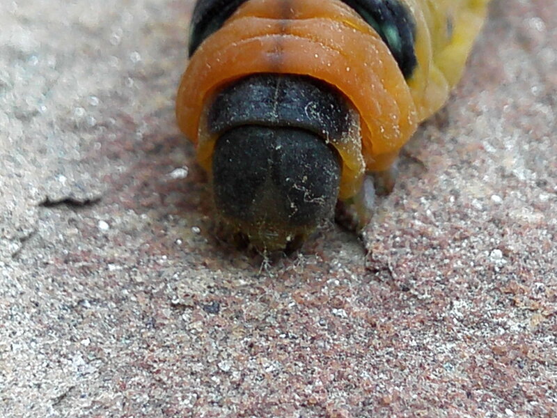 Close-up of Caterpillar Head