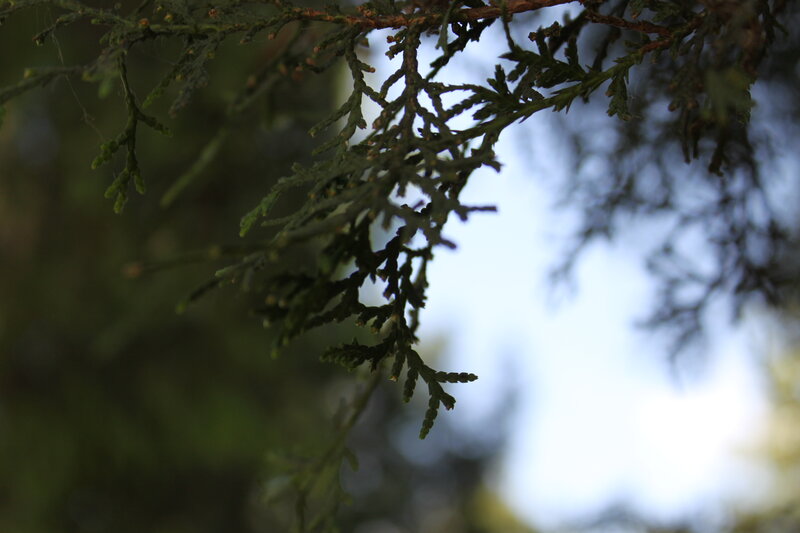 Close-up of Cedar Branch