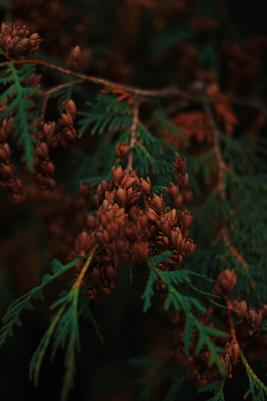 Close-up of Cedar Cones