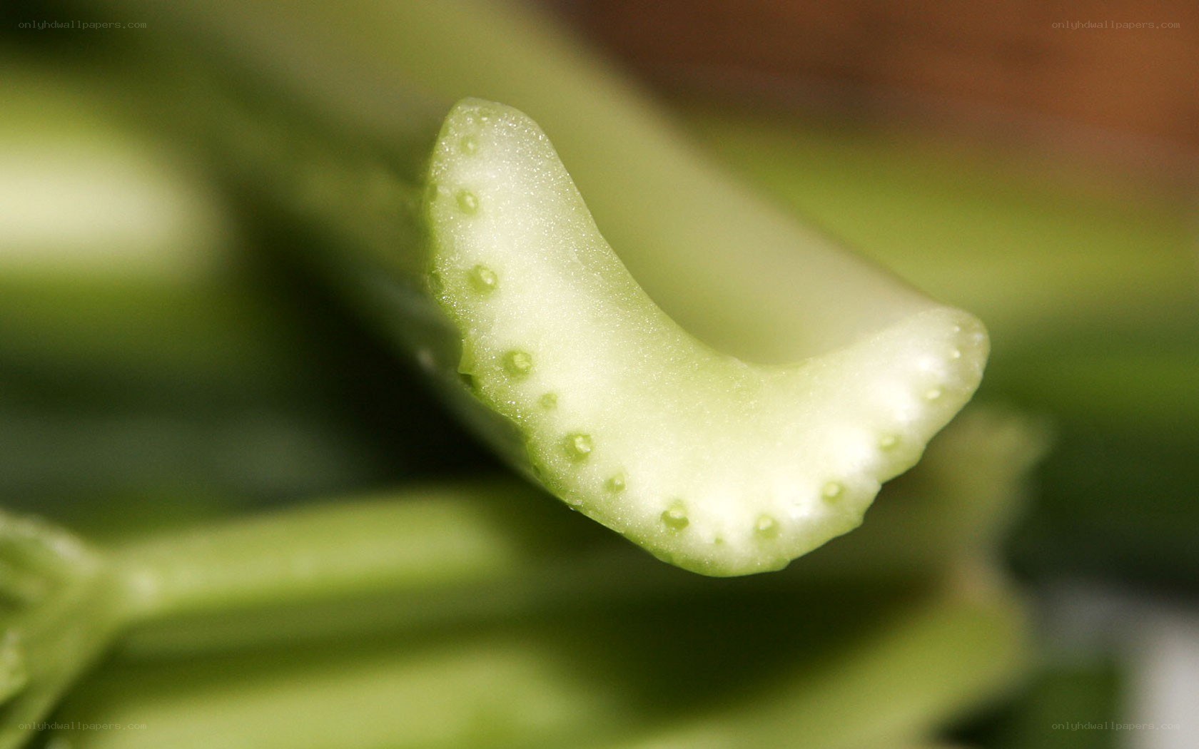 close-up of celery stalk