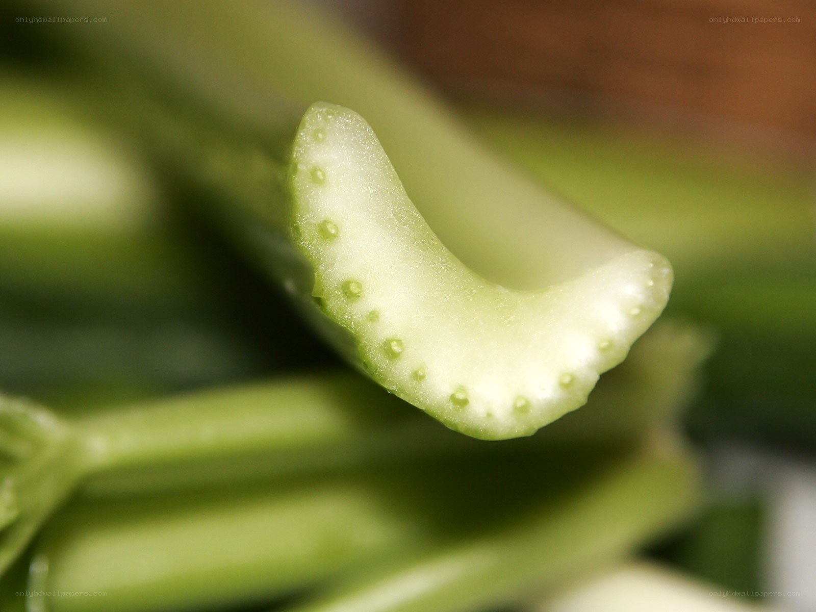 Close-up of celery stalk