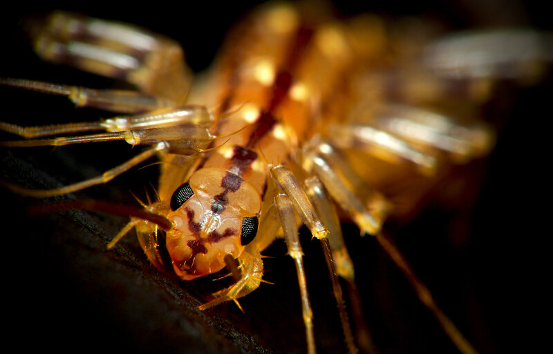 Close-up of Centipede
