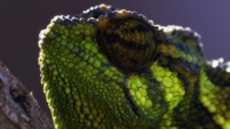 Close-up of Chameleon Head