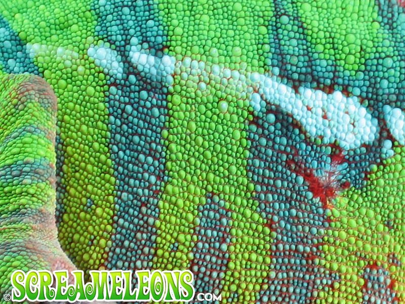 Close-up of Chameleon Skin — Green