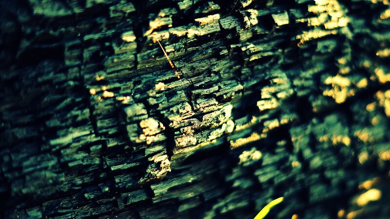 close-up of charred wood texture