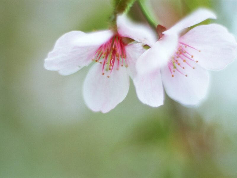 Close-up of cherry blossoms