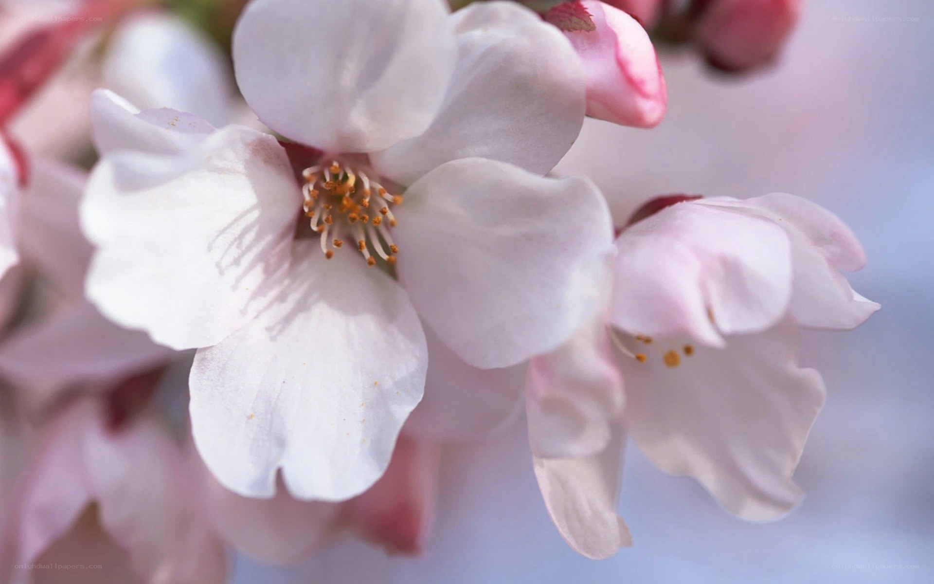Close-up of cherry blossoms