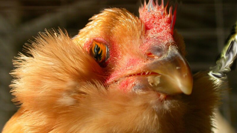 Close-up of Chicken Head
