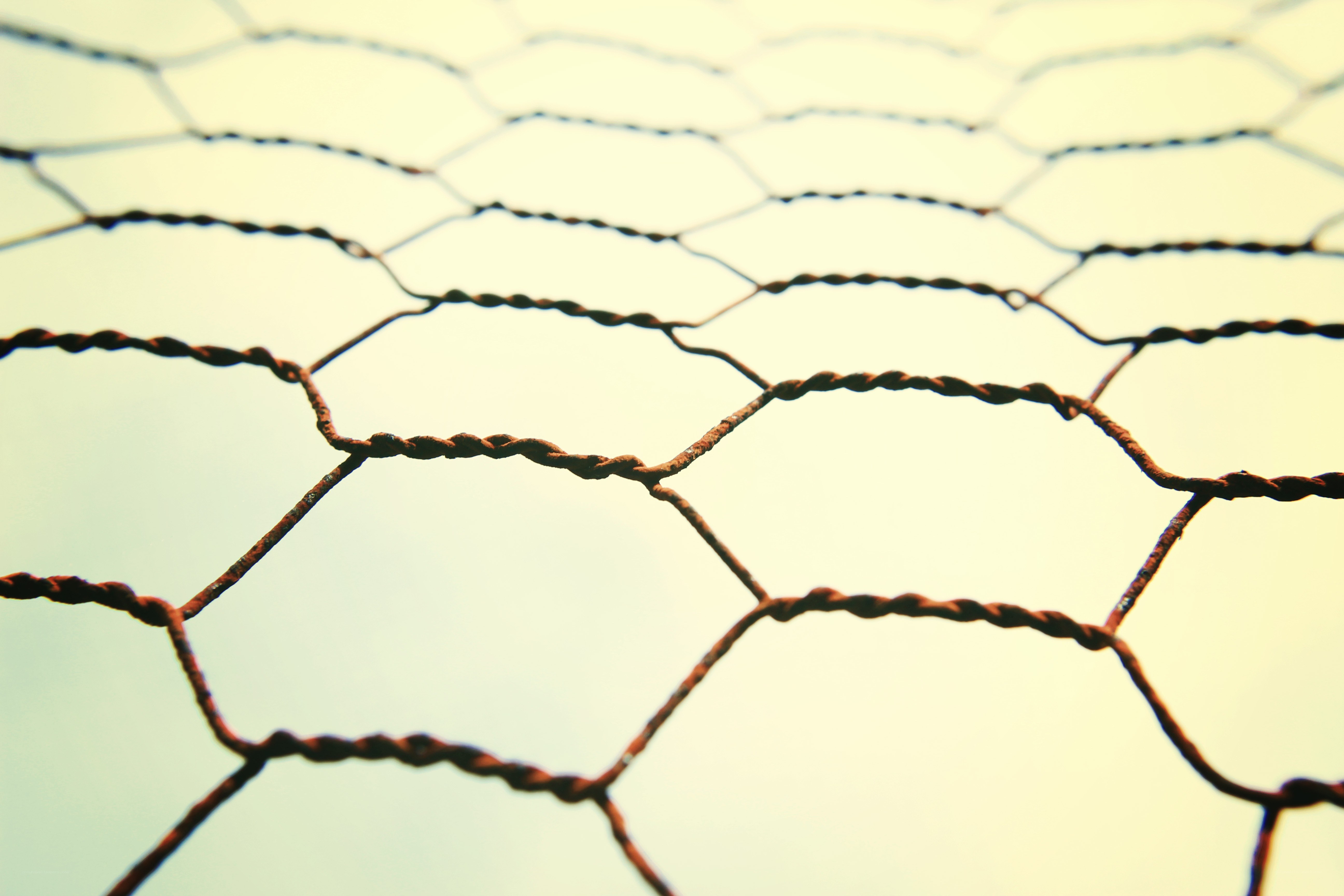 close-up of chicken wire