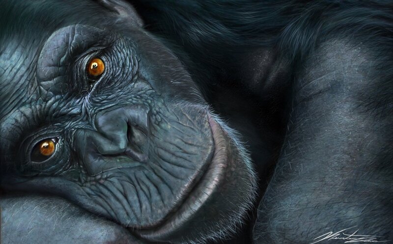 Close-up of Chimpanzee Face